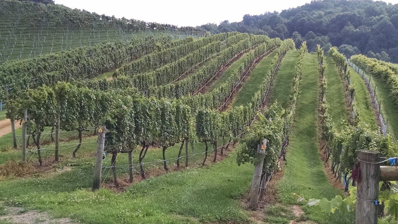 WINERY7 - contributed -Abingdon Vineyards -